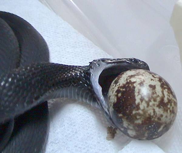 Dasypeltis atra