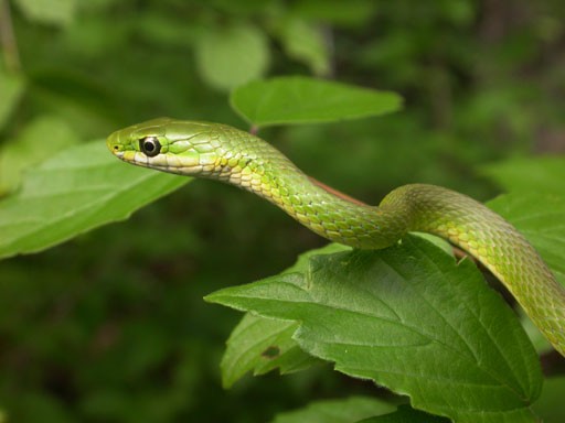 Opheodrys aestivus