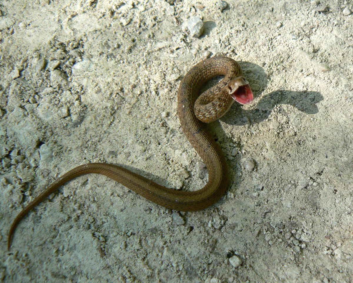 Storeria dekayi
