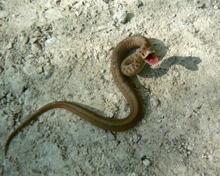 Storeria dekayi