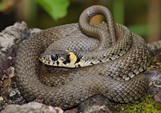 Natrix natrix