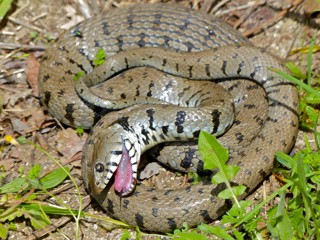 Natrix helvetica