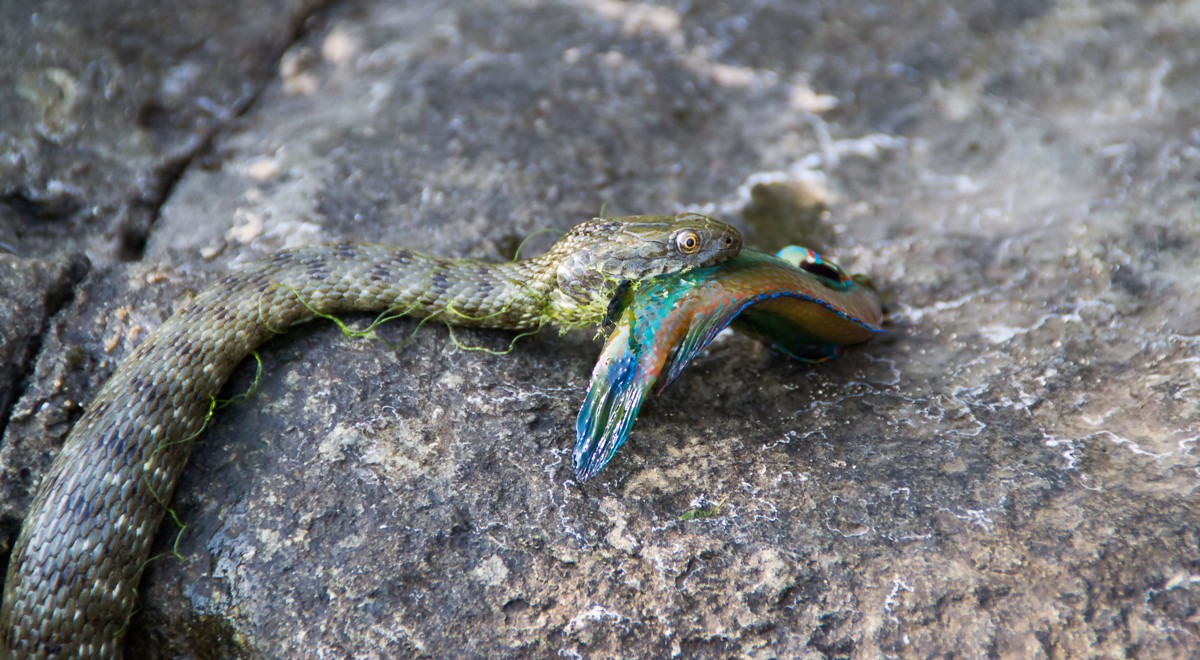 Natrix tessellata