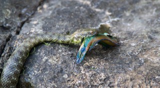 Natrix tessellata