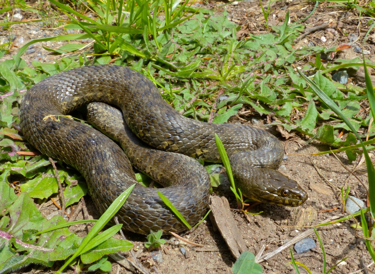 Natrix maura