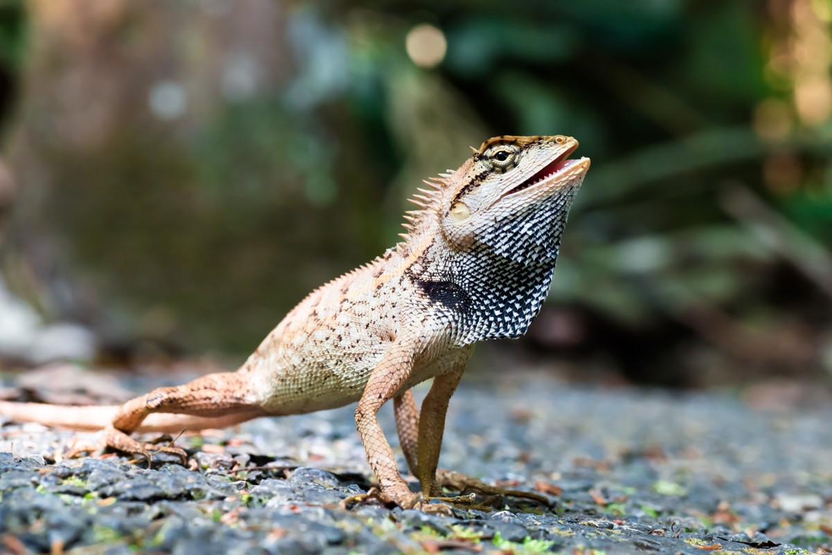 Calotes emma