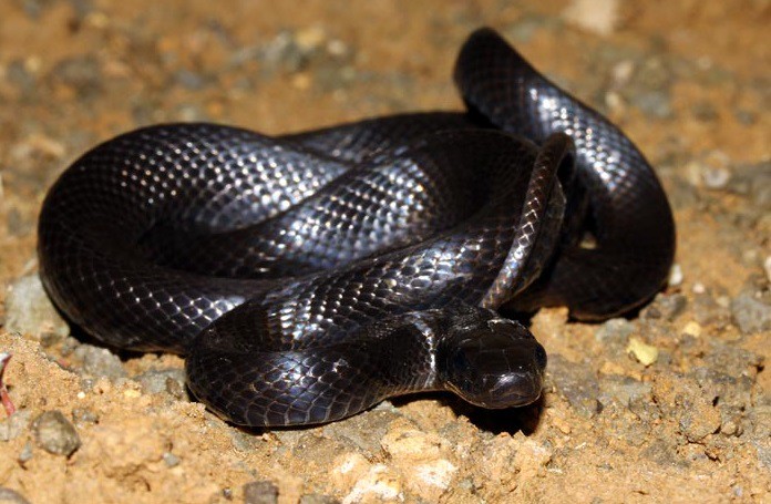 Zamenis persicus