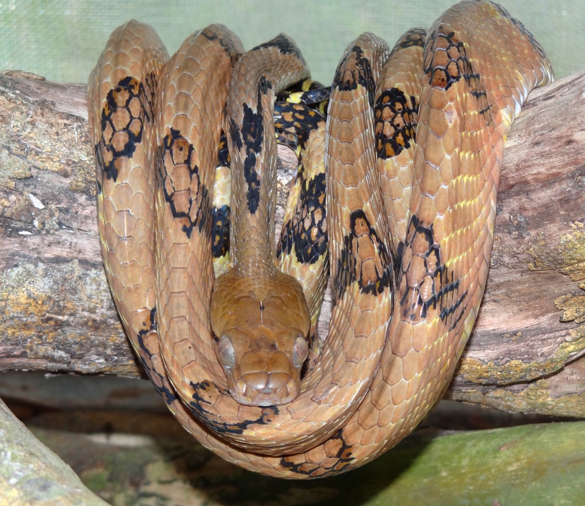 Boiga cynodon