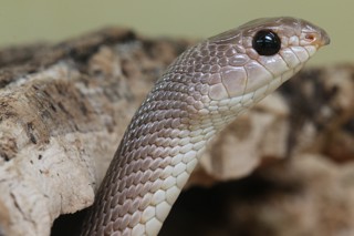 Rhamphiophis oxyrhynchus