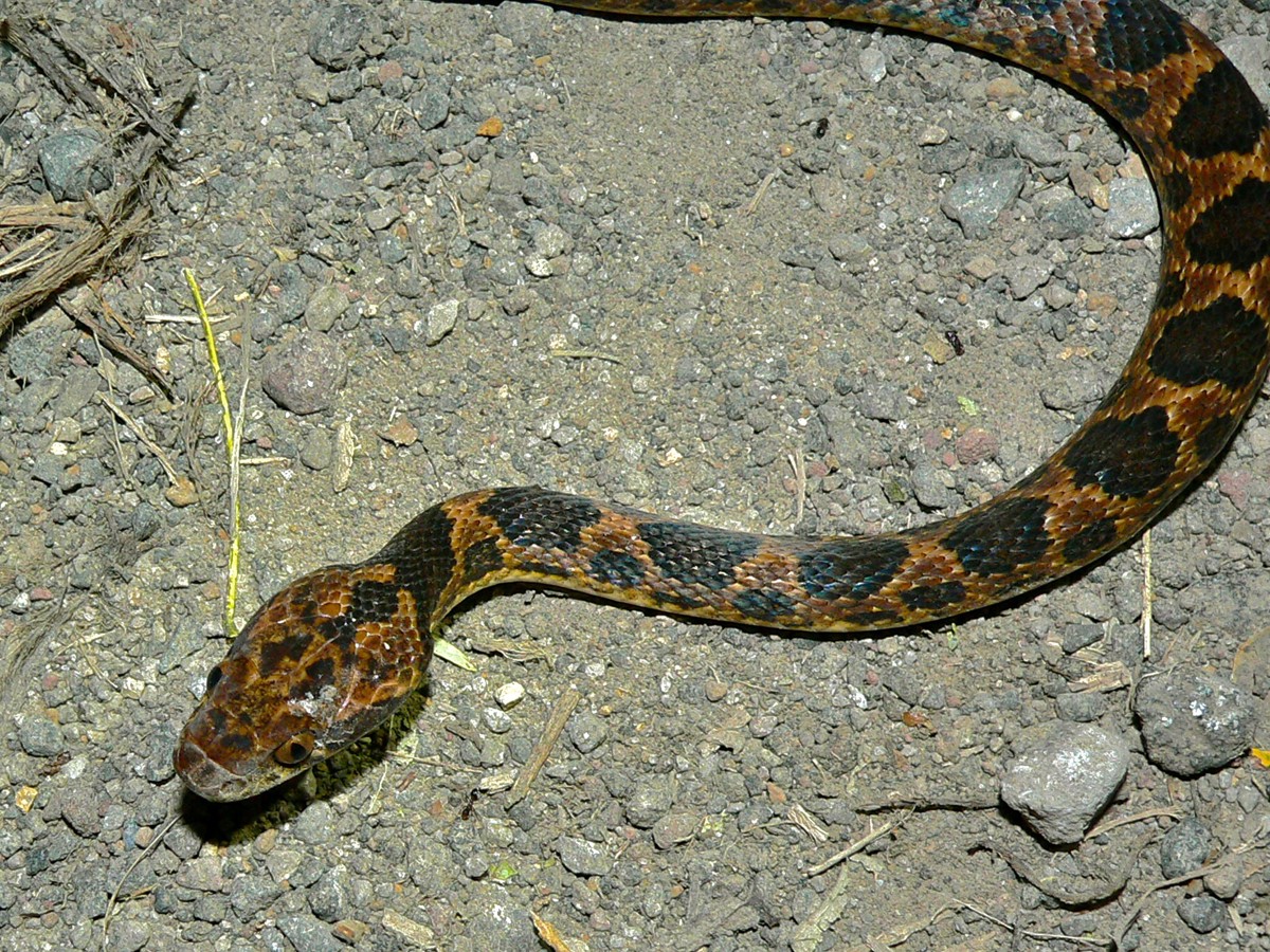 Leptodeira septentrionalis