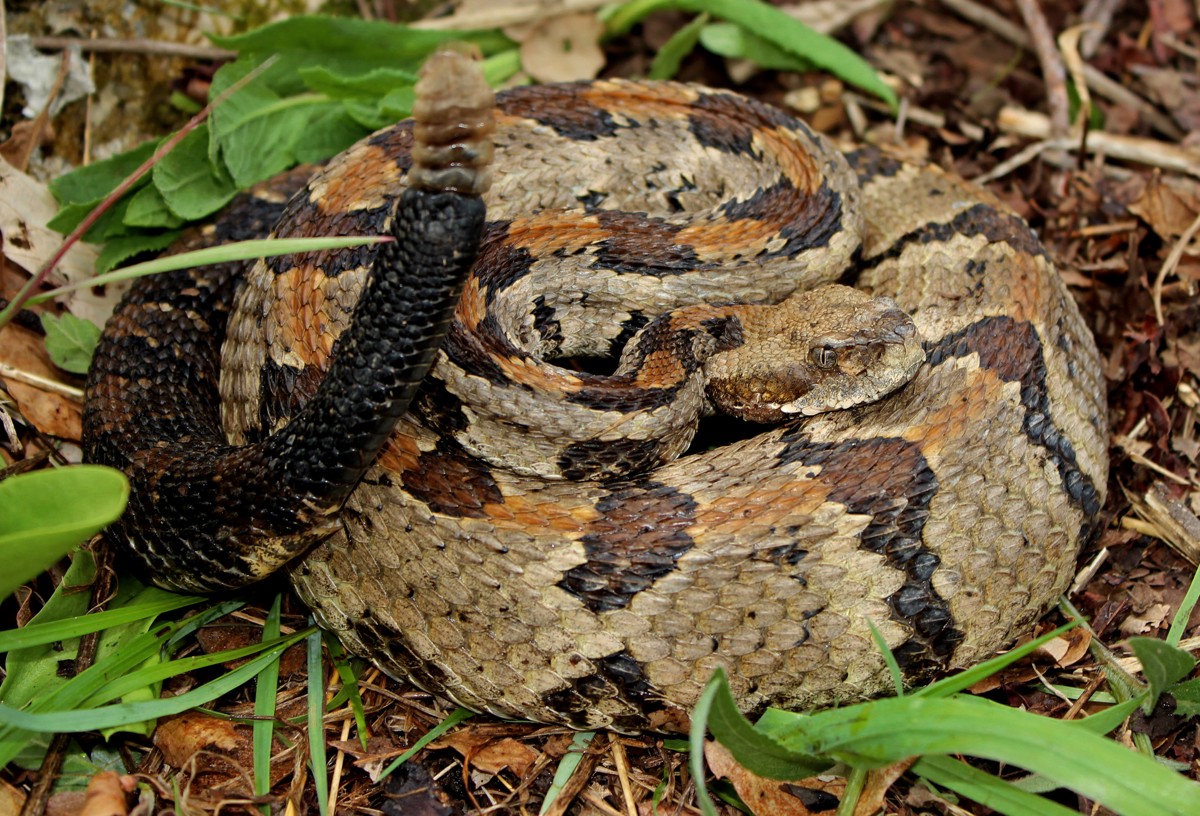 Crotalus horridus