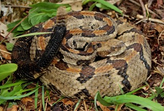 Crotalus horridus
