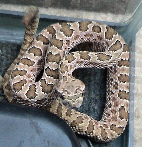 Crotalus viridis
