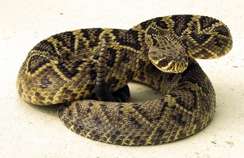 Crotalus adamanteus