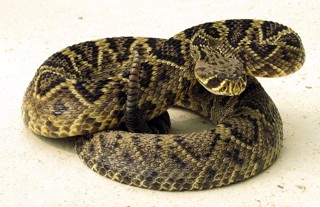 Crotalus adamanteus