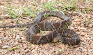 Bothrops atrox