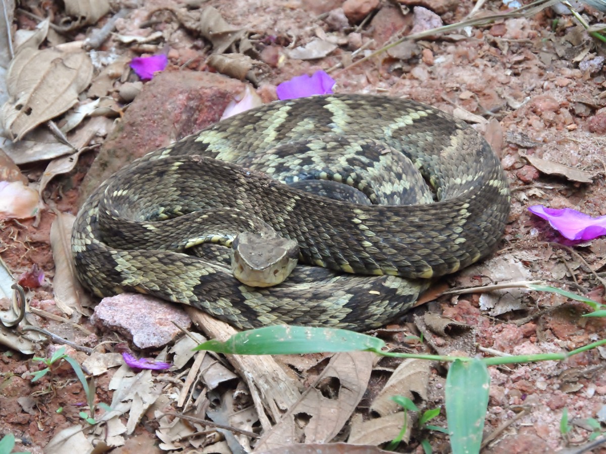 Bothrops jararaca
