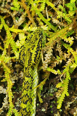 Bothriechis schlegelii