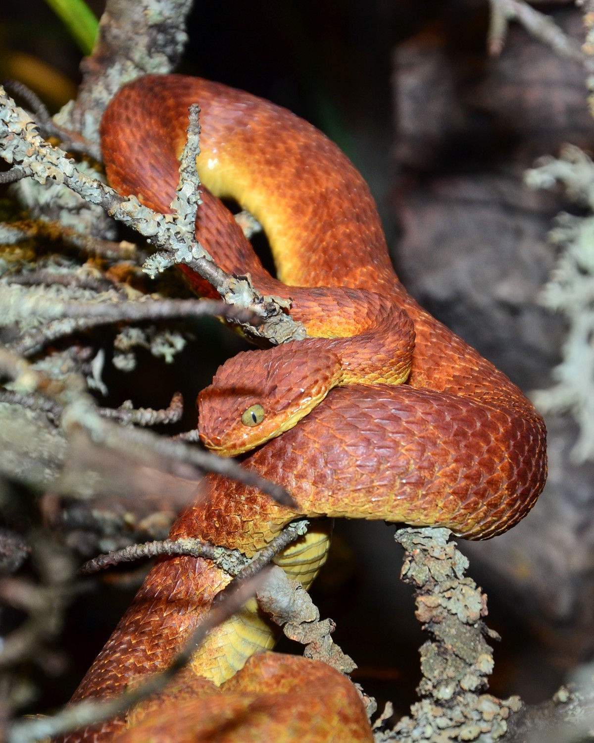 Atheris squamigera