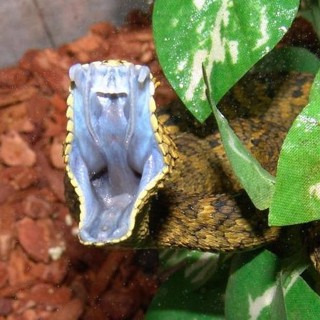 Atheris ceratophora