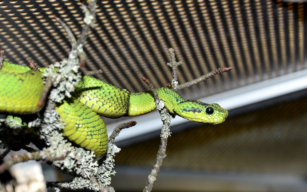 Atheris nitschei