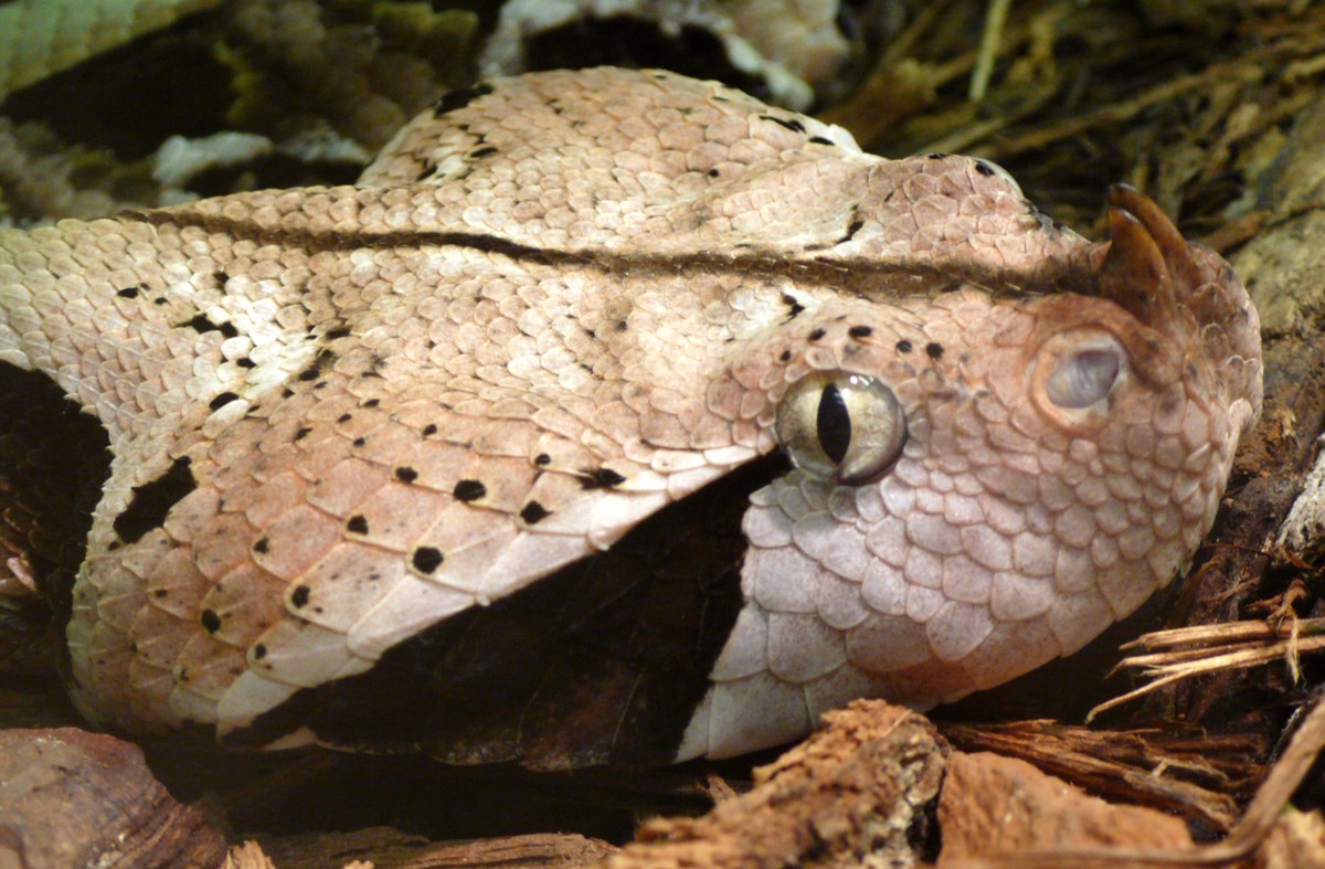 Bitis rhinoceros