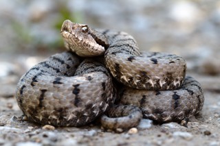 Vipera aspis