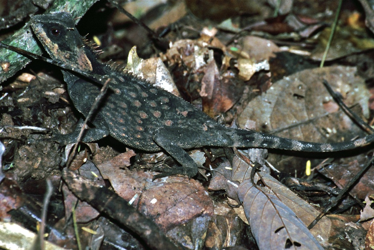 Acanthosaura crucigera