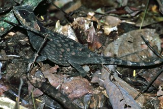 Acanthosaura crucigera