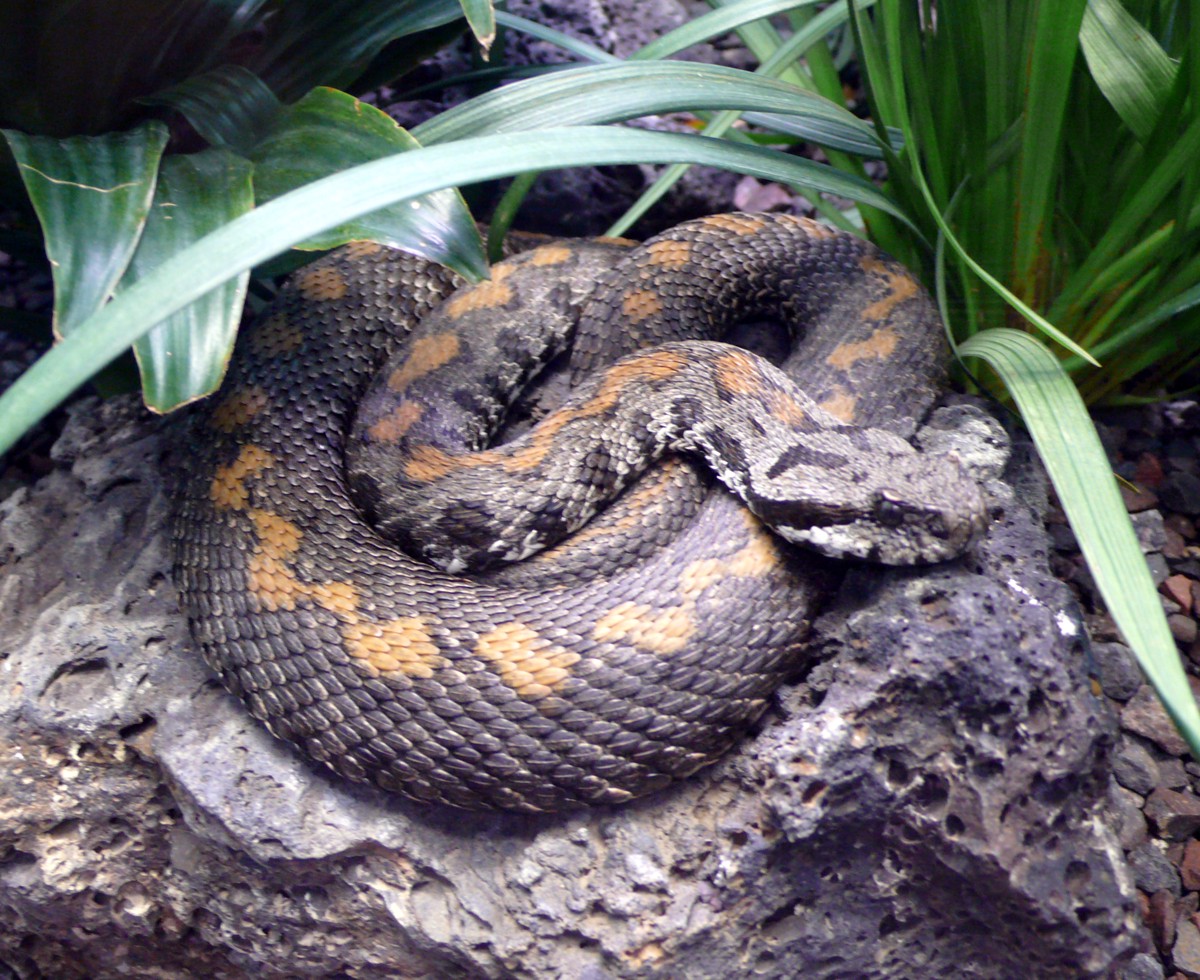 Montivipera raddei