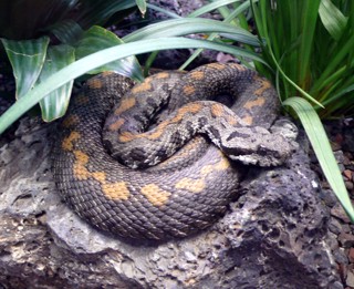 Montivipera raddei