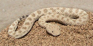 Cerastes vipera