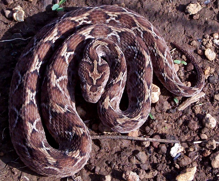 Echis carinatus