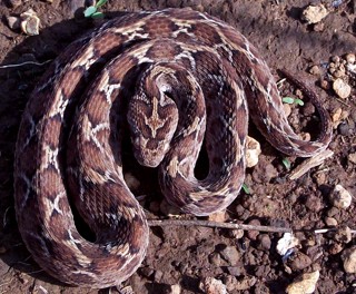 Echis carinatus
