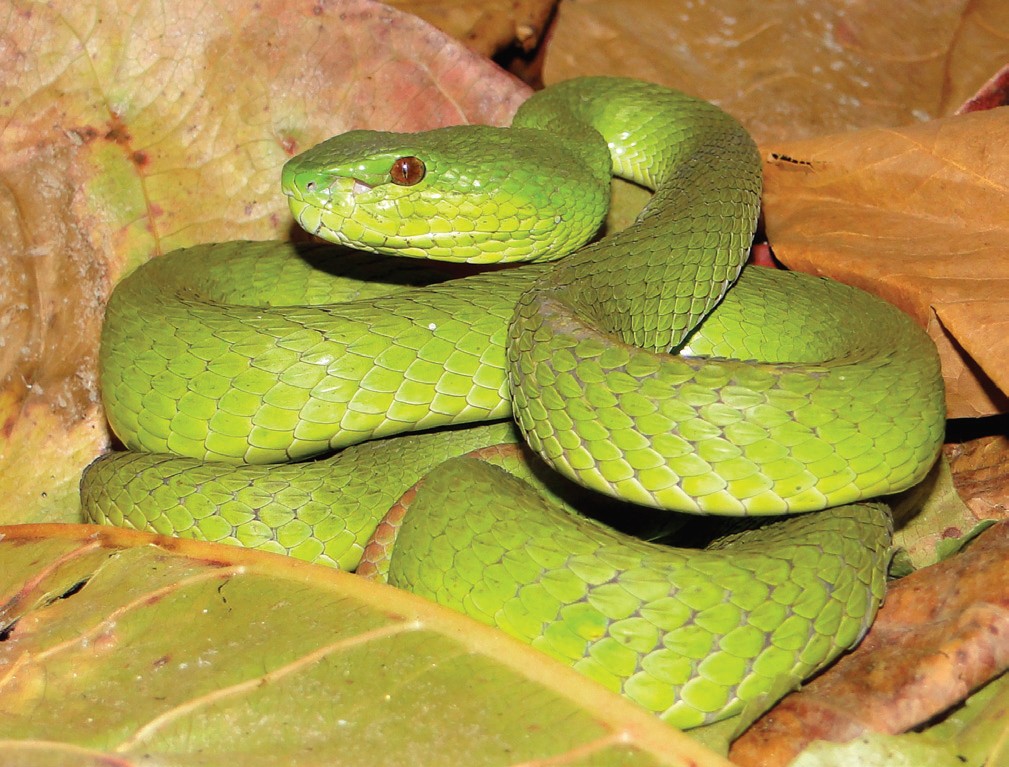 Trimeresurus insularis