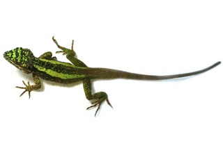 Diploderma splendidum