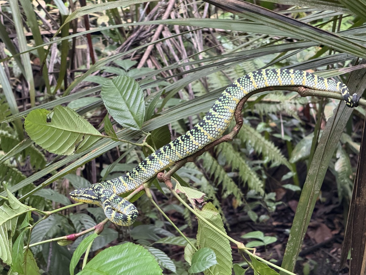 Tropidolaemus wagleri