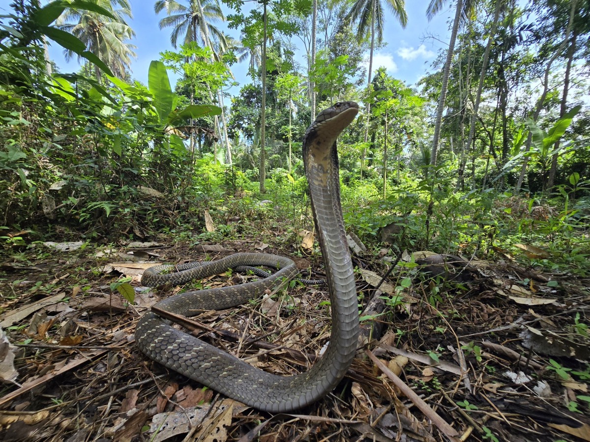 Ophiophagus hannah