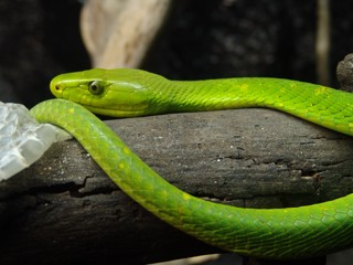 Dendroaspis angusticeps