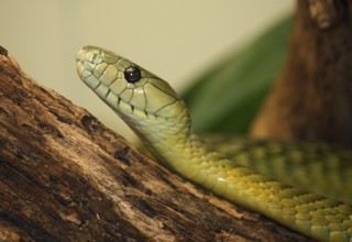 Dendroaspis jamesoni