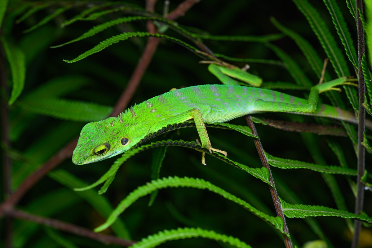 Bronchocela cristatella