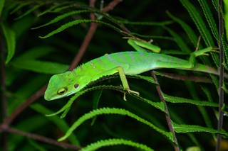 Bronchocela cristatella