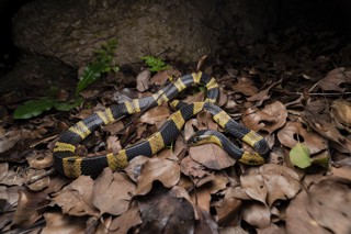 Bungarus fasciatus
