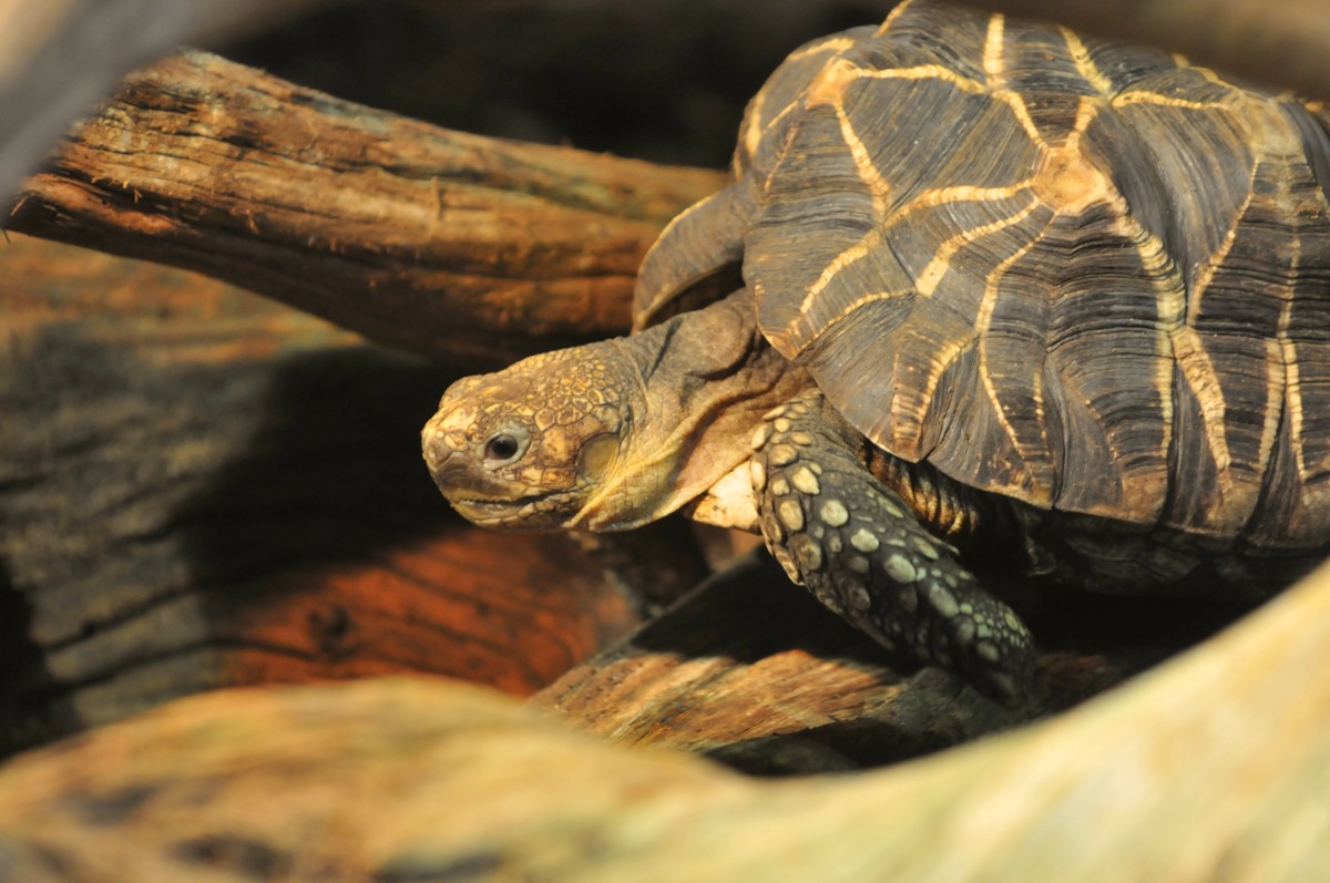 Geochelone platynota