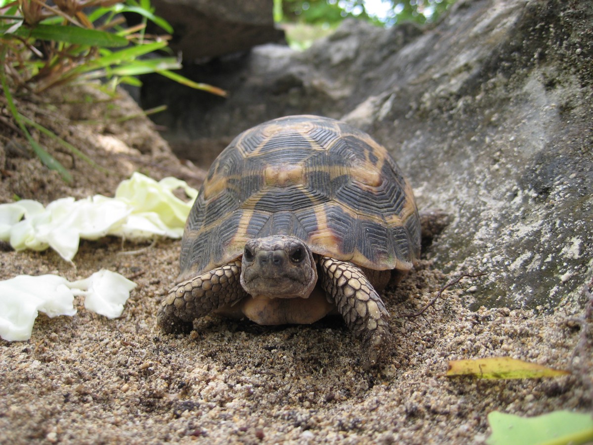 Pyxis planicauda