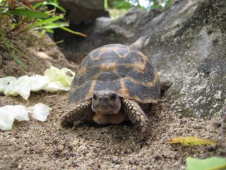 Pyxis planicauda