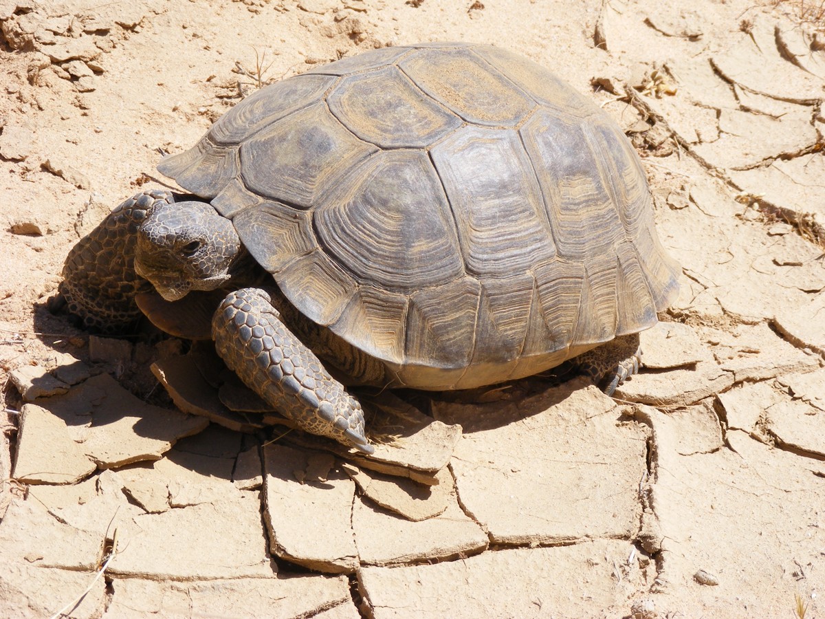 Gopherus agassizii