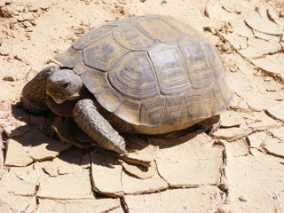 Gopherus agassizii