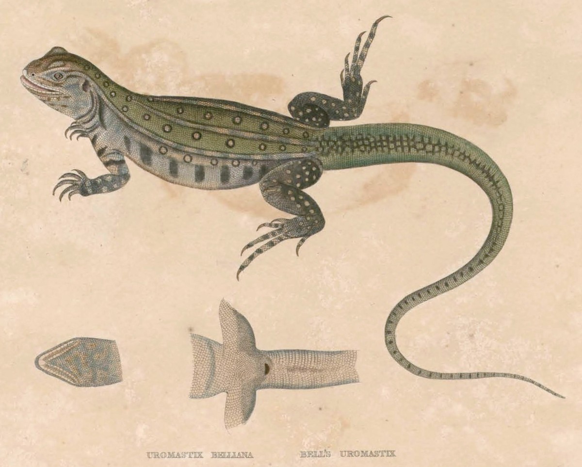 Leiolepis belliana