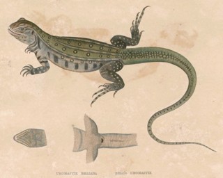Leiolepis belliana
